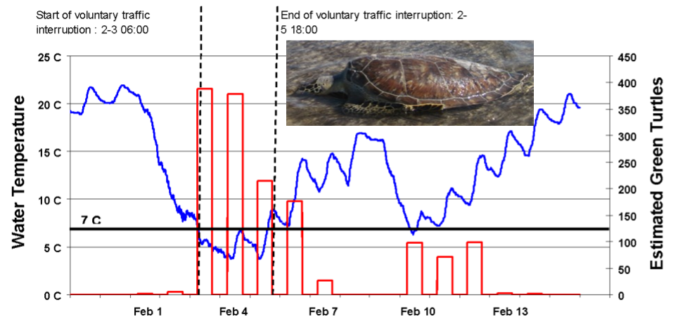 Graph of green turtle count.